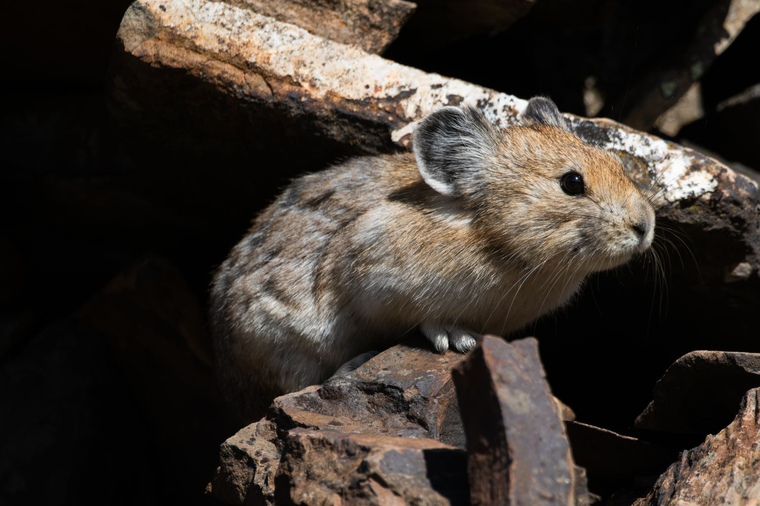 pika